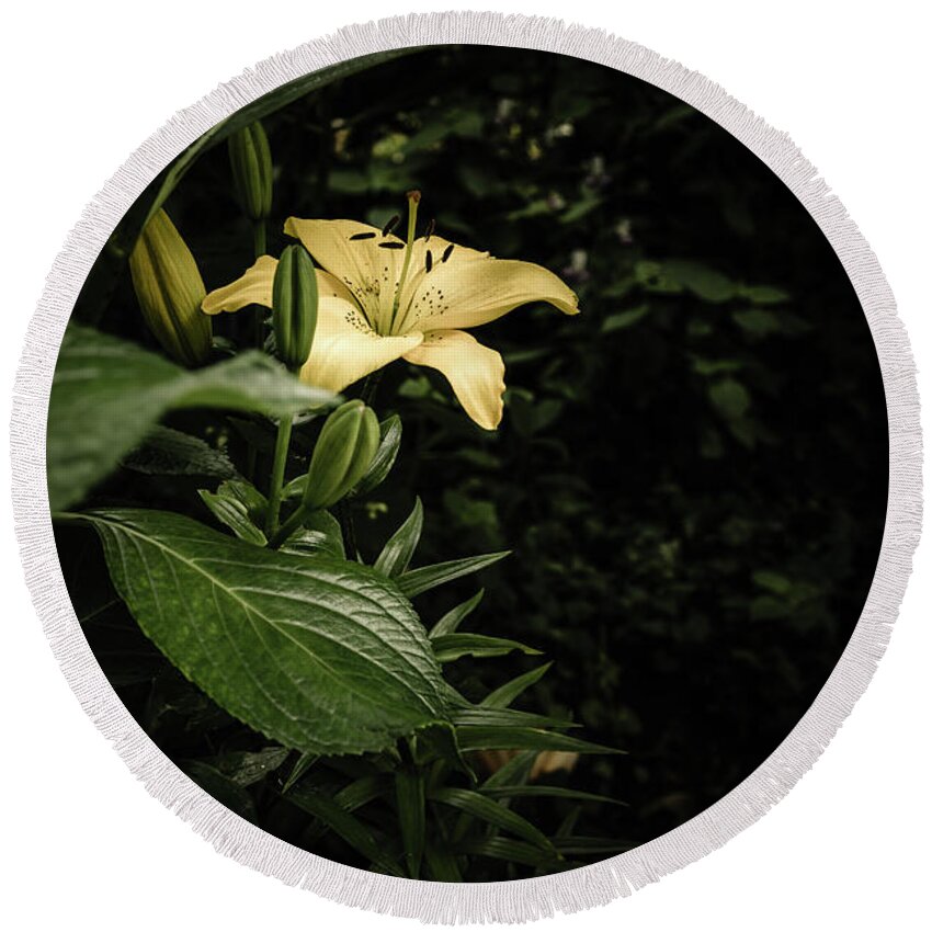 Lilies Round Beach Towel featuring the photograph Lily In The Garden Of Shadows by Marco Oliveira