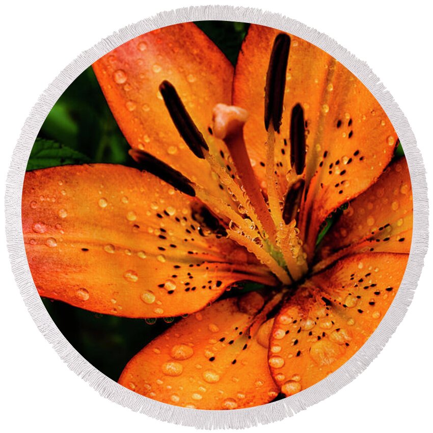 Lily Round Beach Towel featuring the photograph Lily with Raindrops by Thomas R Fletcher