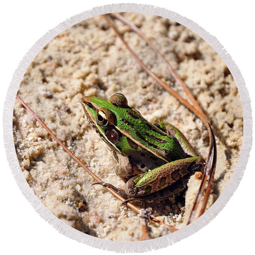 Leopard Frog Round Beach Towel featuring the photograph Lime-like by Al Powell Photography USA