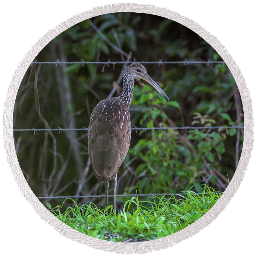 Limpkin Round Beach Towel featuring the photograph Limpkin and Fence by Tom Claud