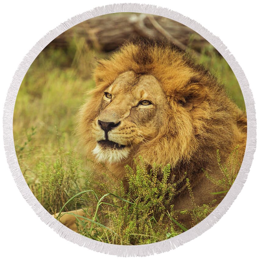 African Round Beach Towel featuring the photograph African Lion Portrait by Joann Copeland-Paul