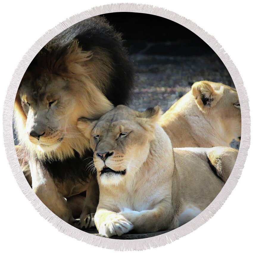 Lions Round Beach Towel featuring the photograph Lion Pride Memphis Zoo by Veronica Batterson