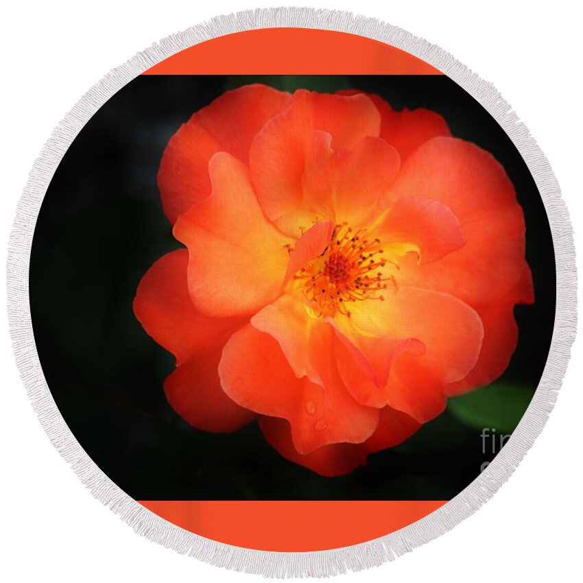 Flower Round Beach Towel featuring the photograph Lite up by Merle Grenz
