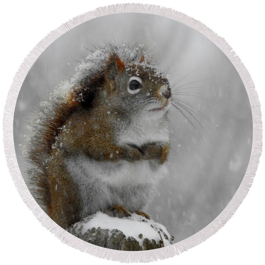 Squirrel Round Beach Towel featuring the photograph Little Begger by Betty-Anne McDonald
