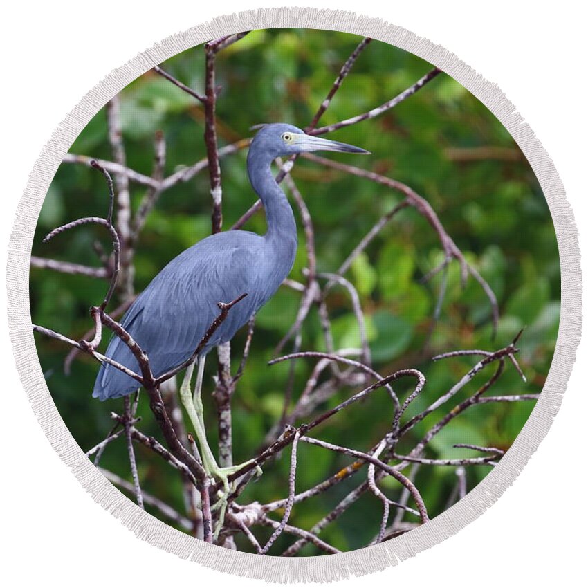 Caroni Swamp Round Beach Towel featuring the photograph Little Blue At Trinidad's Caroni Swamp by Steve Wolfe