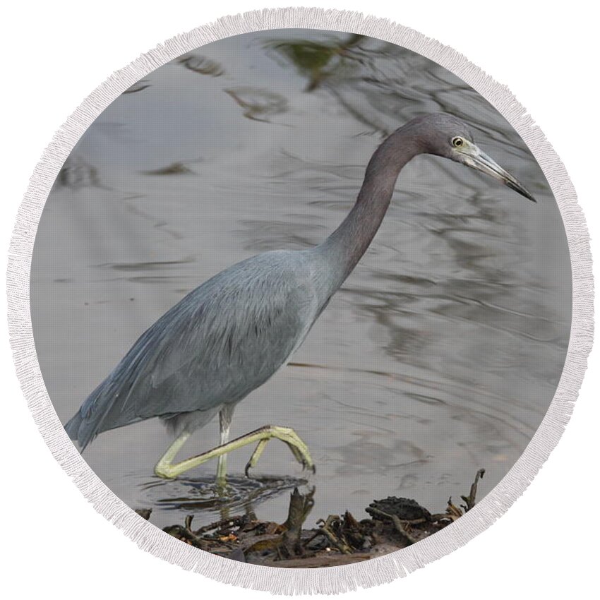 Heron Round Beach Towel featuring the photograph Little Blue Heron Walking by Christiane Schulze Art And Photography
