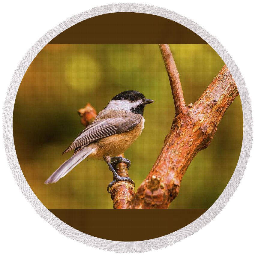 Bird Round Beach Towel featuring the photograph Little Chickadee by Lena Auxier