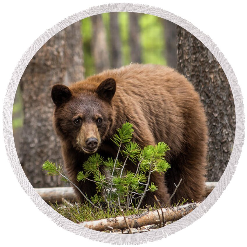 Black Bear Round Beach Towel featuring the photograph Little Cinnamon In Forest by Yeates Photography