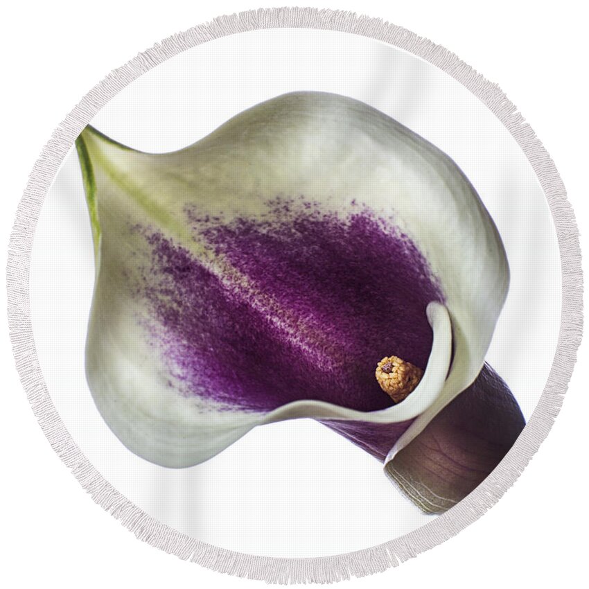 Flower Round Beach Towel featuring the photograph Little Colored Calla Lily by Endre Balogh