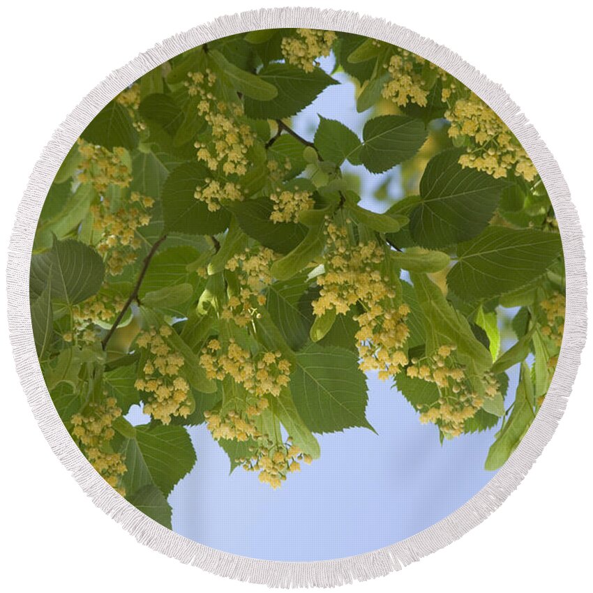 Little Leaf Linden Round Beach Towel featuring the photograph Little Leaf Linden by Inga Spence