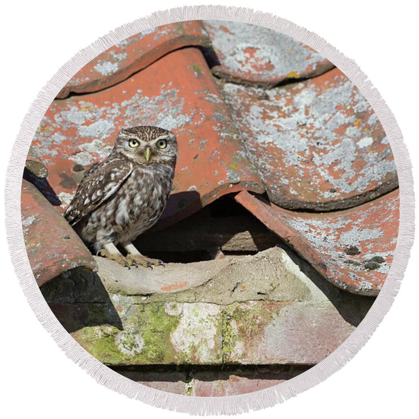Little Round Beach Towel featuring the photograph Little Owl On The Tiles by Pete Walkden