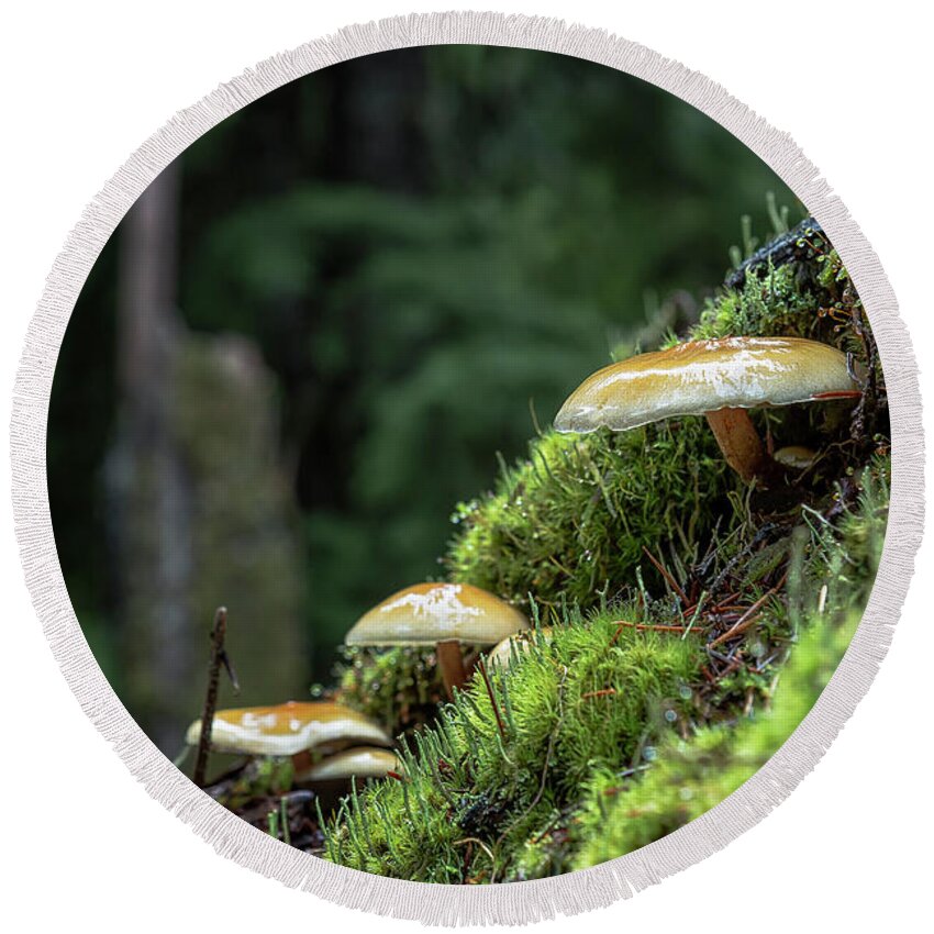 Mushroom Round Beach Towel featuring the photograph Little Things in a Big Forest by Belinda Greb