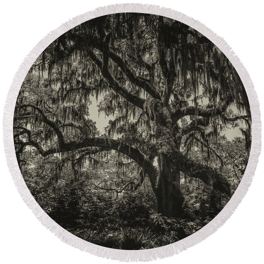 Live Oak Tree Round Beach Towel featuring the photograph Live Oak Tree Sepia by Dale Powell