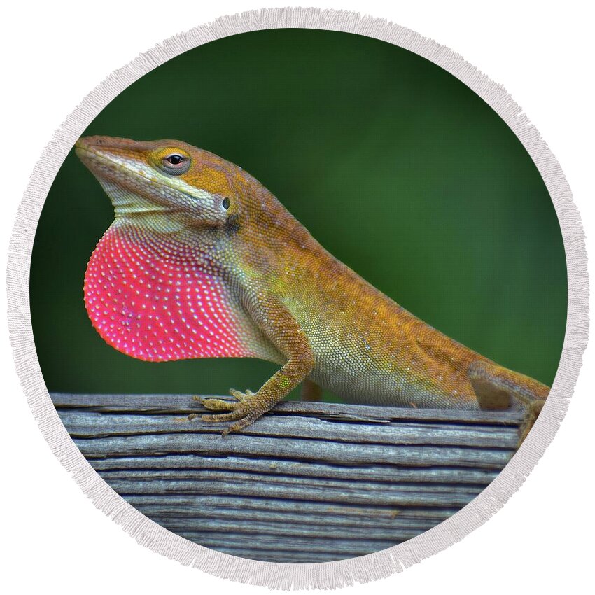 Animals Round Beach Towel featuring the photograph Lizardry by Skip Willits