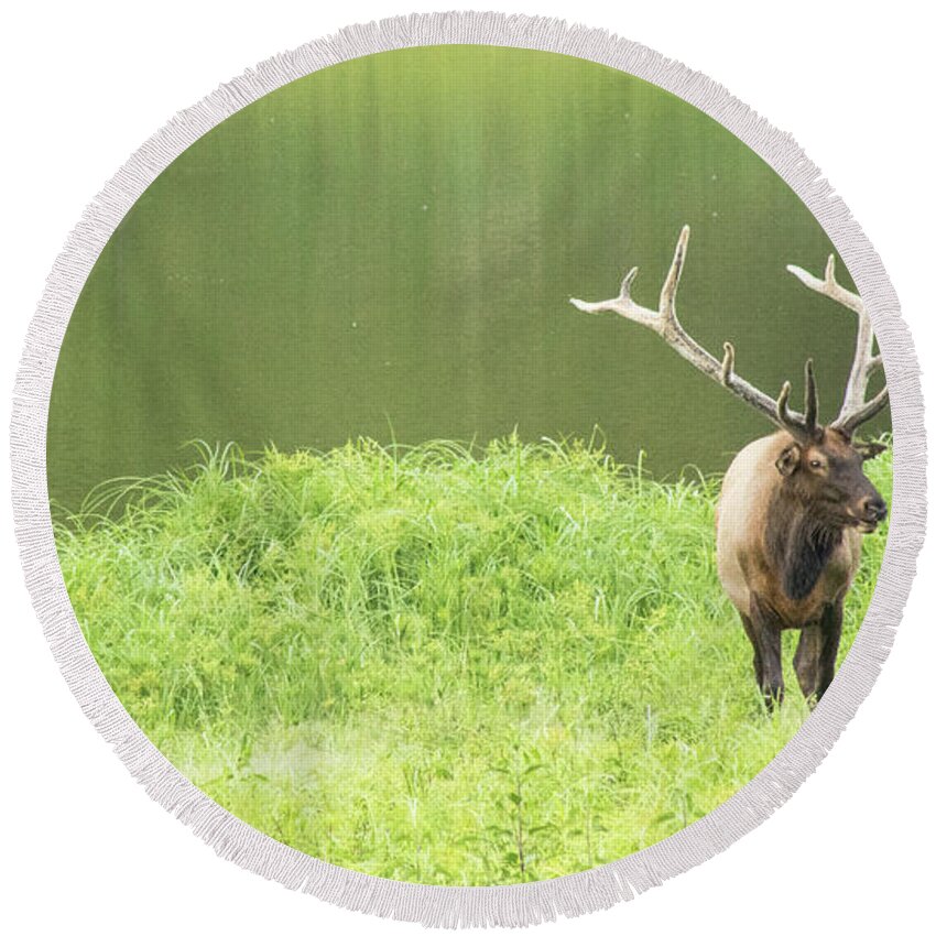 Elk Round Beach Towel featuring the photograph Lone Elk by Holly Ross