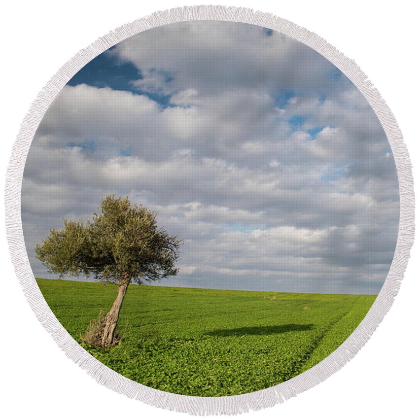 Olive Tree Round Beach Towel featuring the photograph Lonely Olive tree in a green field and moving clouds by Michalakis Ppalis