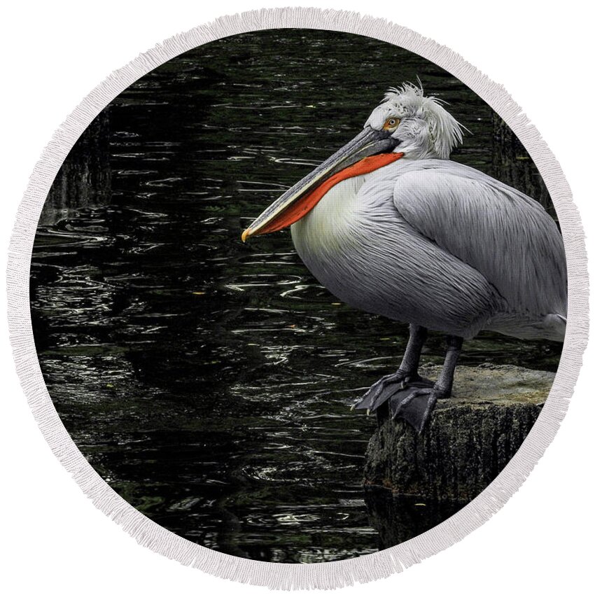 Lonely Round Beach Towel featuring the photograph Lonely Pelican by Pradeep Raja Prints