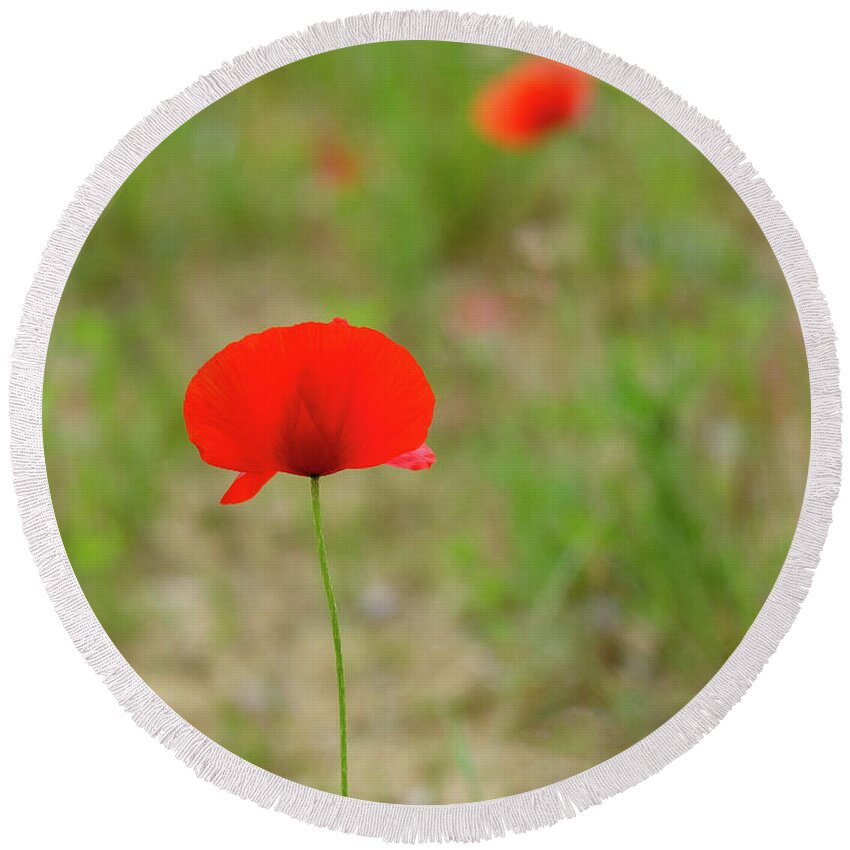 Cortona Round Beach Towel featuring the photograph Lonely Poppy by Georgette Grossman