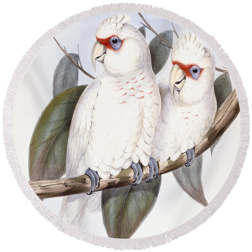 Cockatoo Round Beach Towel featuring the painting Long-billed Cockatoo by John Gould