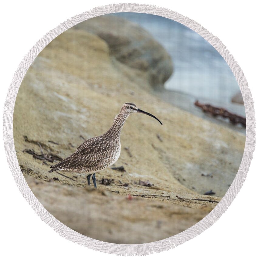 Curlew Round Beach Towel featuring the photograph Long Billed Curlew by David Downs
