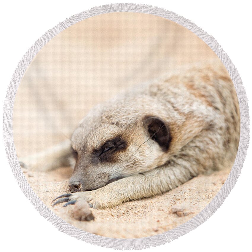 El Paso Round Beach Towel featuring the photograph Long Day in Meerkat Village by SR Green