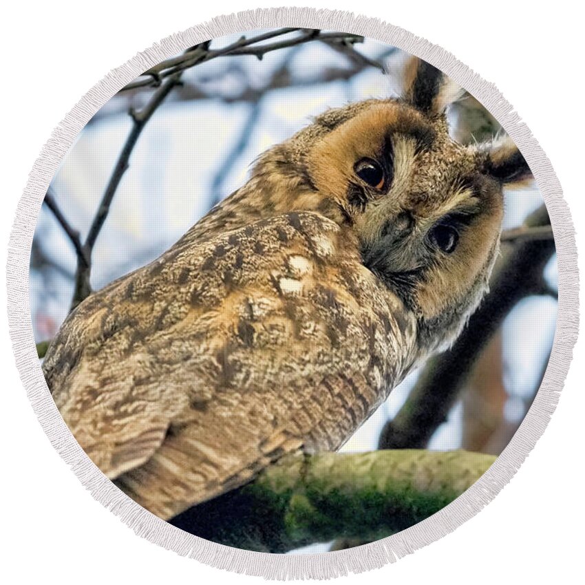 Ong-eared Owl Round Beach Towel featuring the photograph Long Eared Owl 1 by Nadia Sanowar