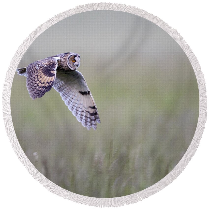 Longeared Round Beach Towel featuring the photograph Long eared owl hunting at dusk by Tony Mills