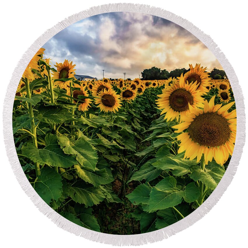 Sunflowers Round Beach Towel featuring the photograph Long Island Sunflowers by Alissa Beth Photography