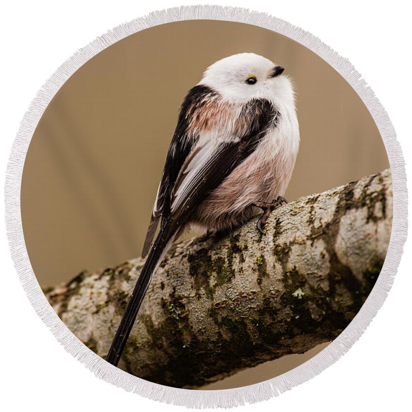 Long-tailed Tit Round Beach Towel featuring the photograph Long-tailed tit on the oak branch by Torbjorn Swenelius