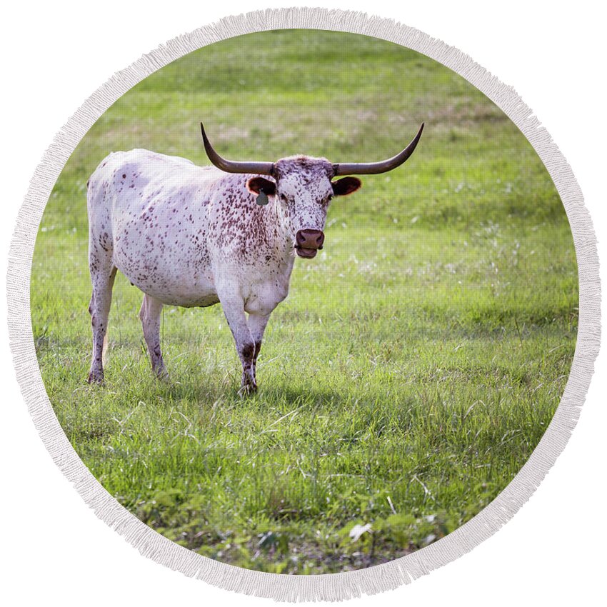 Longhorn Round Beach Towel featuring the photograph Longhorn 3 by Anthony Michael Bonafede