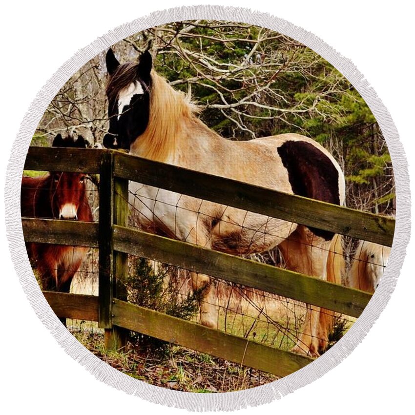 Horses Round Beach Towel featuring the photograph Look At Me by Eileen Brymer
