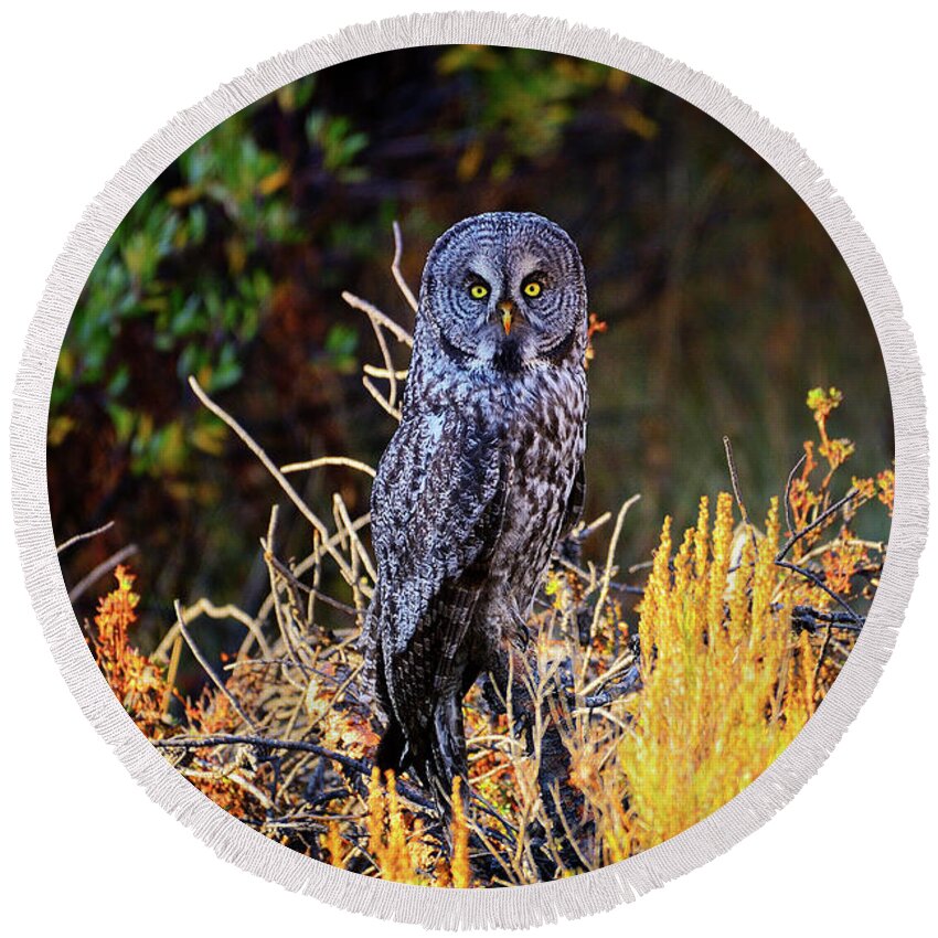 Owl Round Beach Towel featuring the photograph Look Me In The Eyes by Greg Norrell