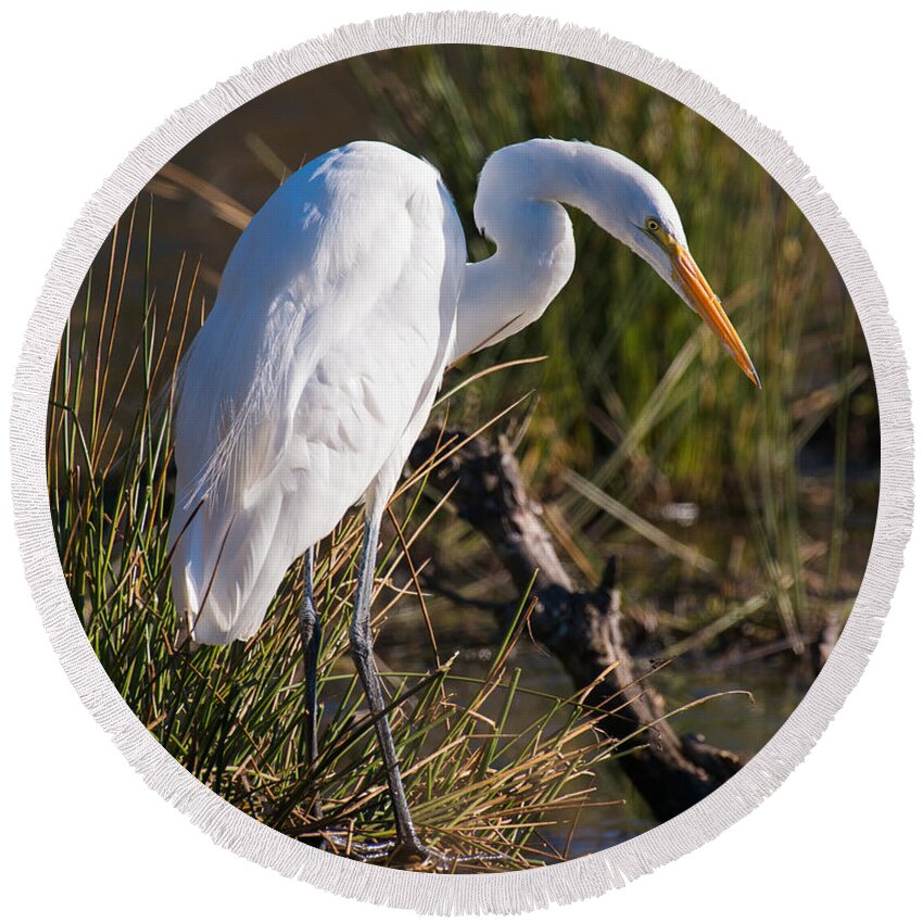 Great White Egret Hunt Hunting Looking For Lunch Day Sun Sunny Sunshine Fall Autumn Vertical Wildlife Bird Birds Refuge Nature Round Beach Towel featuring the photograph Looking For Lunch by Patrick Campbell