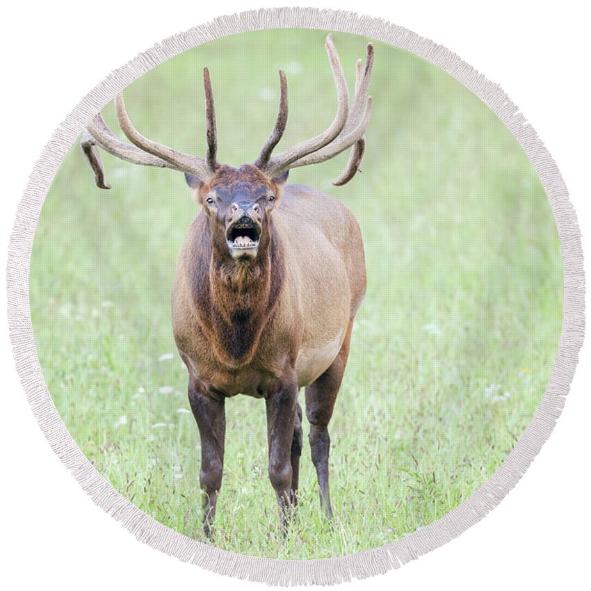 Elk Round Beach Towel featuring the photograph Looking at You by Todd Ryburn