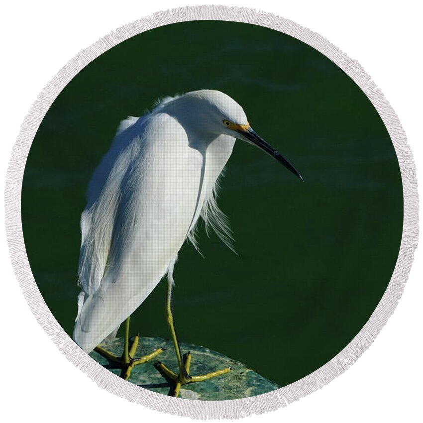 Snowy Egret Round Beach Towel featuring the photograph Looking Round by Christiane Schulze Art And Photography
