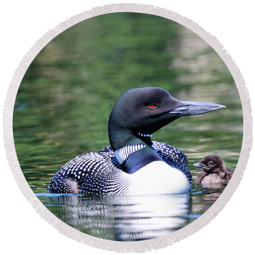 Common Loon Round Beach Towel featuring the photograph Loon Family Portrait, Square by Sandra Huston