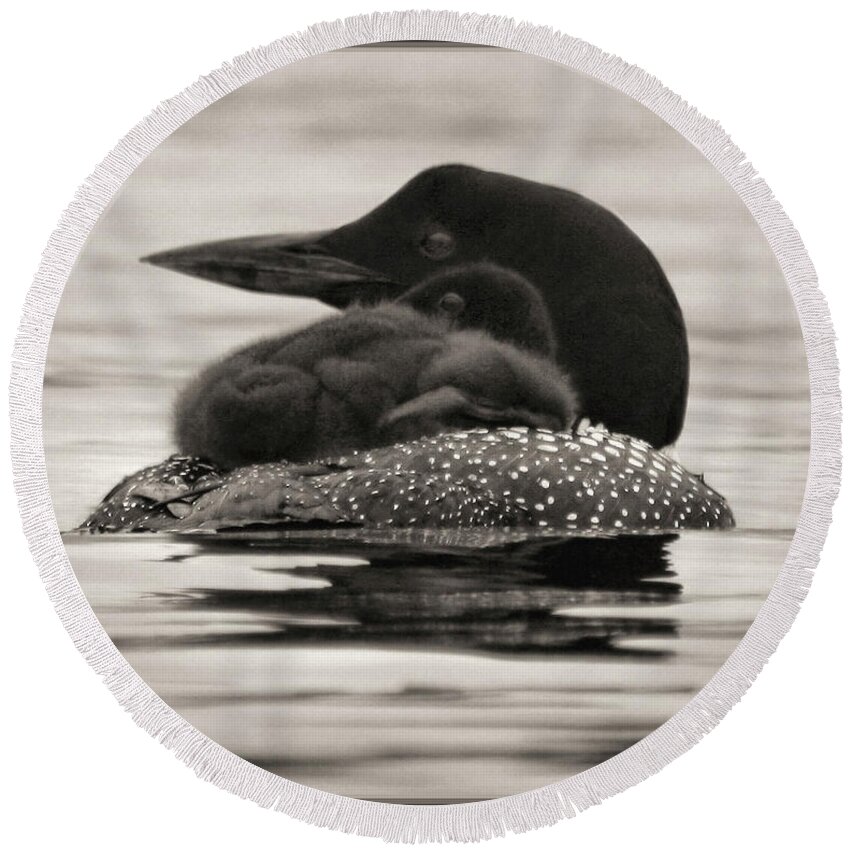 Common Loon Round Beach Towel featuring the photograph Loons, Father and Son Square by Sandra Huston