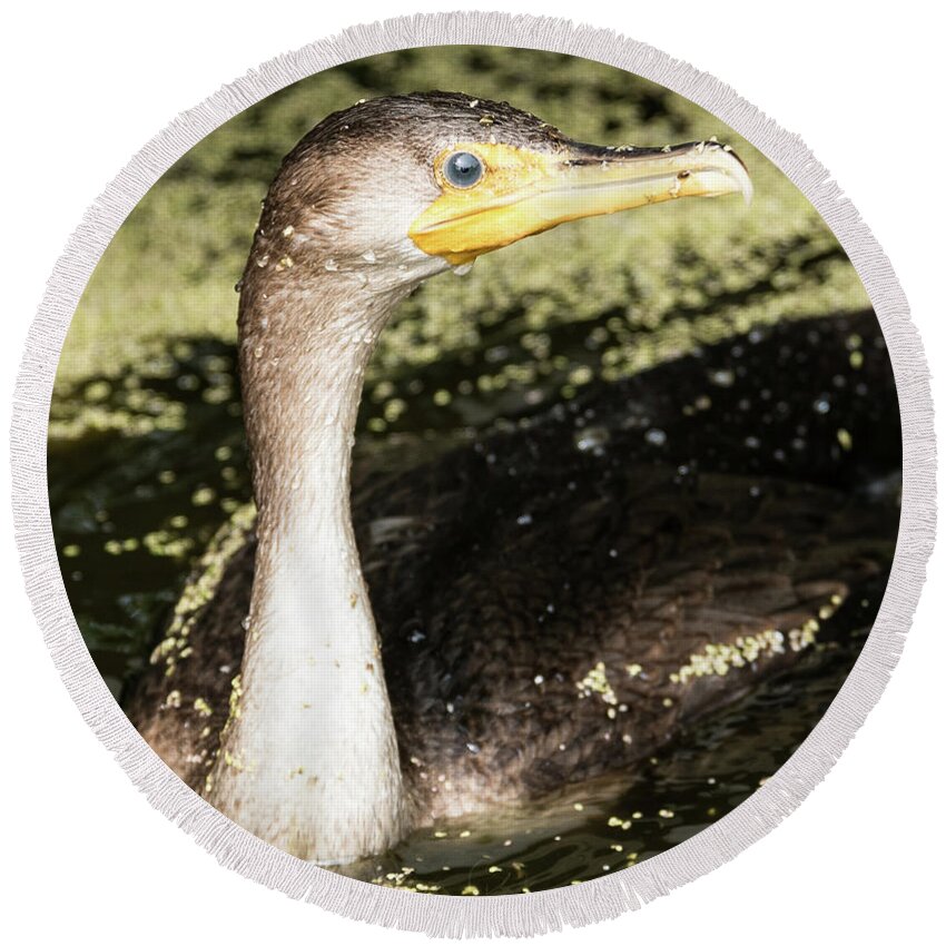 Cormorant Round Beach Towel featuring the photograph Lost Juvenile Cormorant by Michael Hall