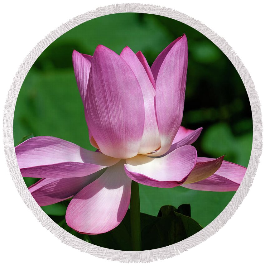 Lotus Round Beach Towel featuring the photograph Lotus Bud--Almost There ii DL0097 by Gerry Gantt