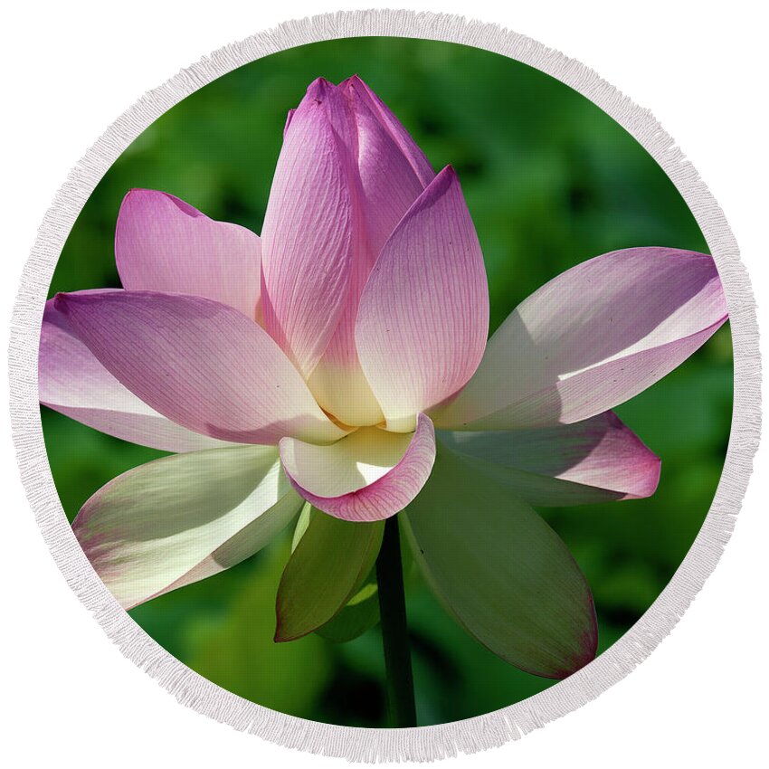 Lotus Round Beach Towel featuring the photograph Lotus Bud--Getting the Hang of It iv DL0096 by Gerry Gantt