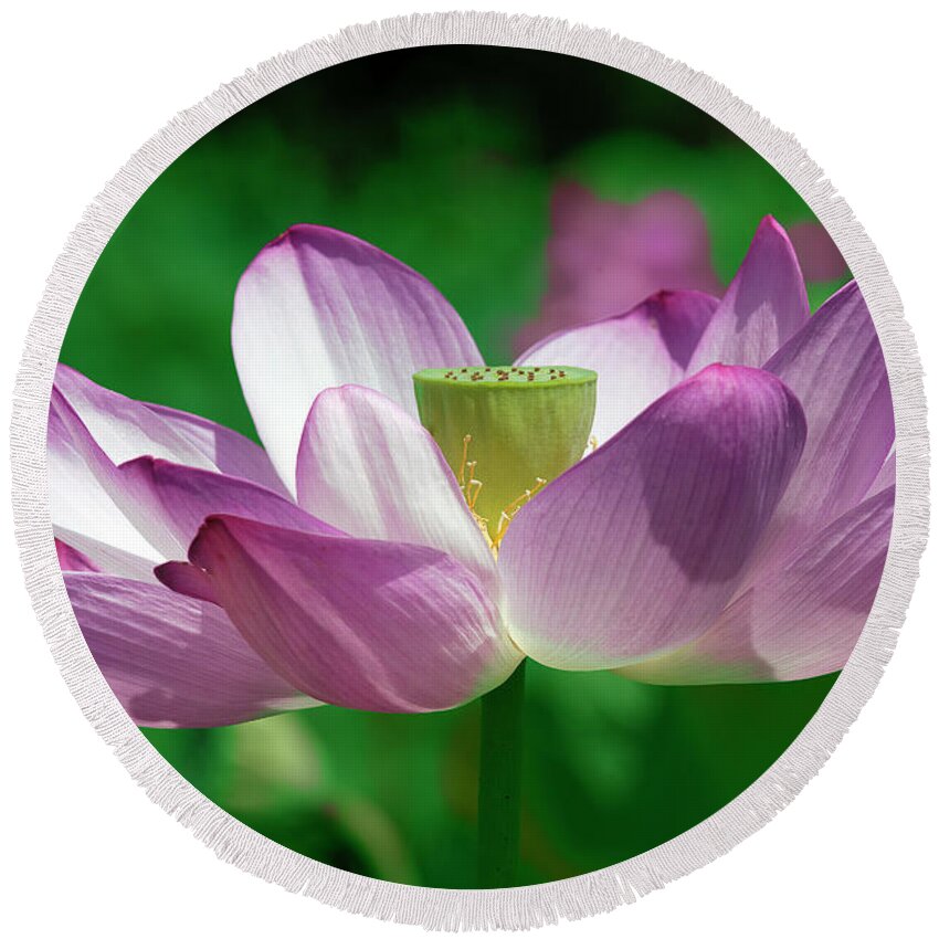 Lotus Round Beach Towel featuring the photograph Lotus--Center of Being vi DL0086 by Gerry Gantt