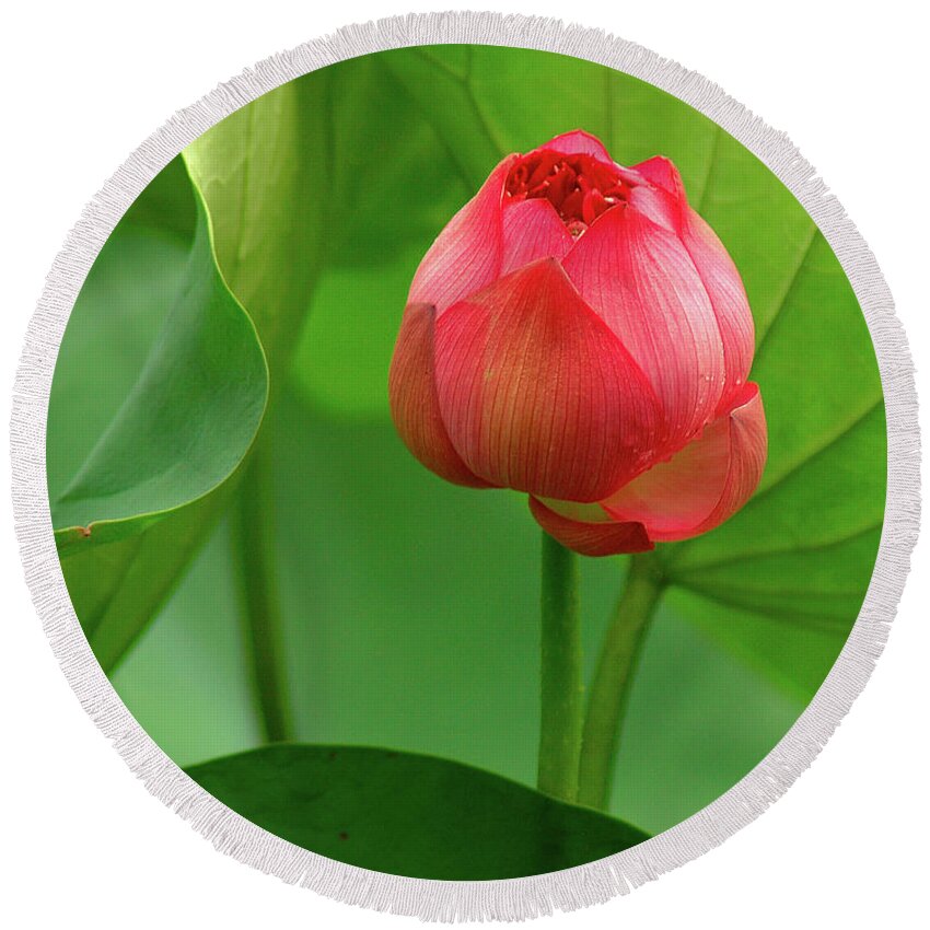 Lotus Round Beach Towel featuring the photograph Lotus Flower 2 by Harry Spitz