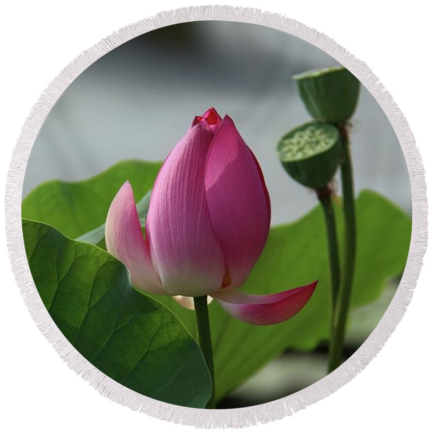 Lotus Flowers Round Beach Towel featuring the photograph Lotus Flower in Pure Magenta by Yvonne Wright