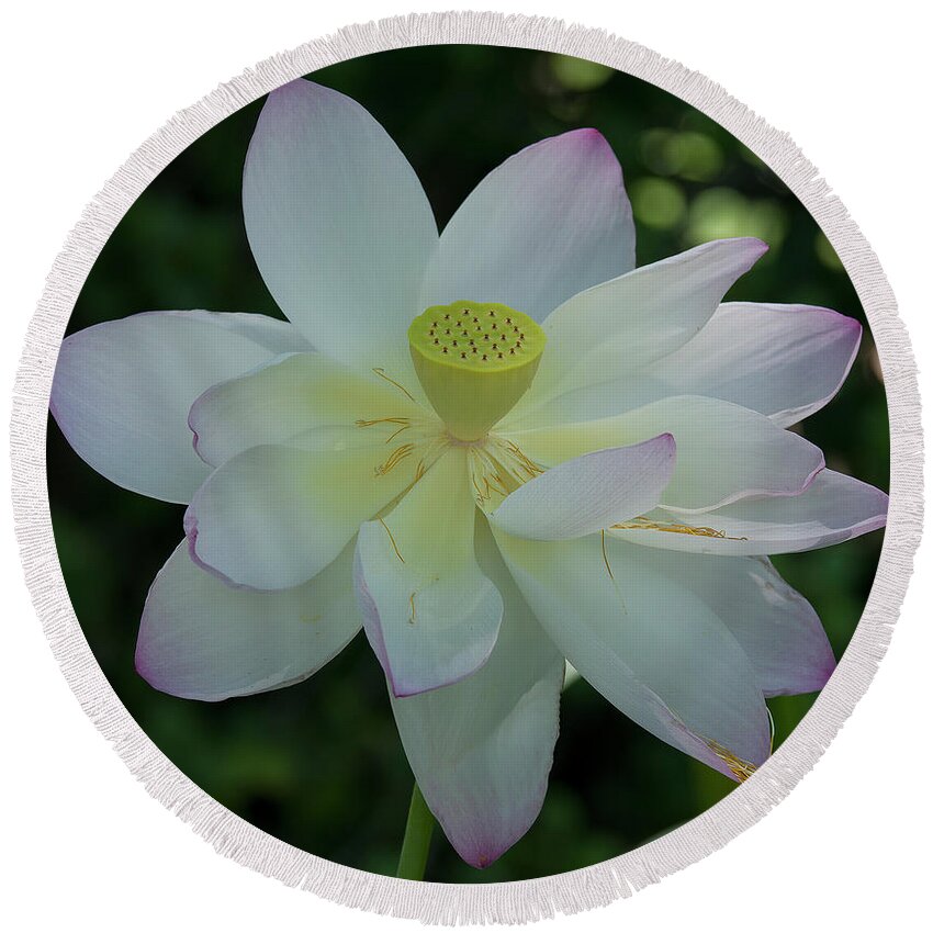 Lotus Round Beach Towel featuring the photograph Lotus In the Shade iv DL0100 by Gerry Gantt