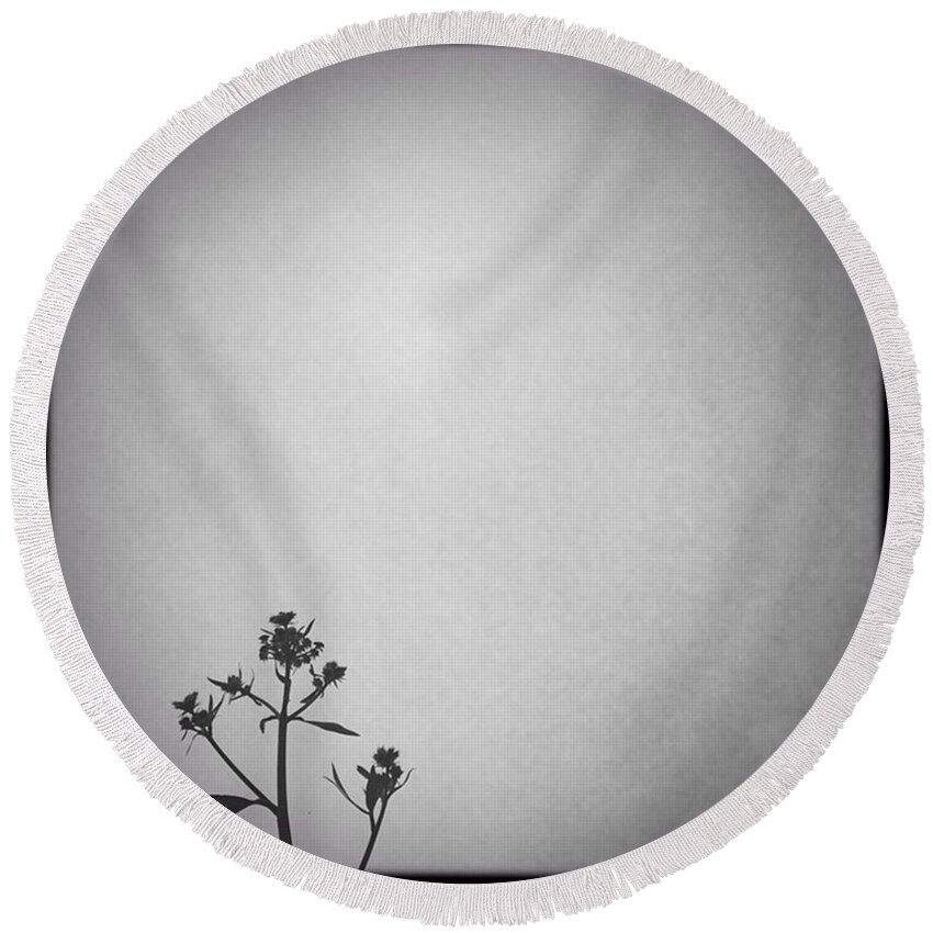 Simplicity Round Beach Towel featuring the photograph Lovage About To Flower. #lovageflower by Ginger Oppenheimer