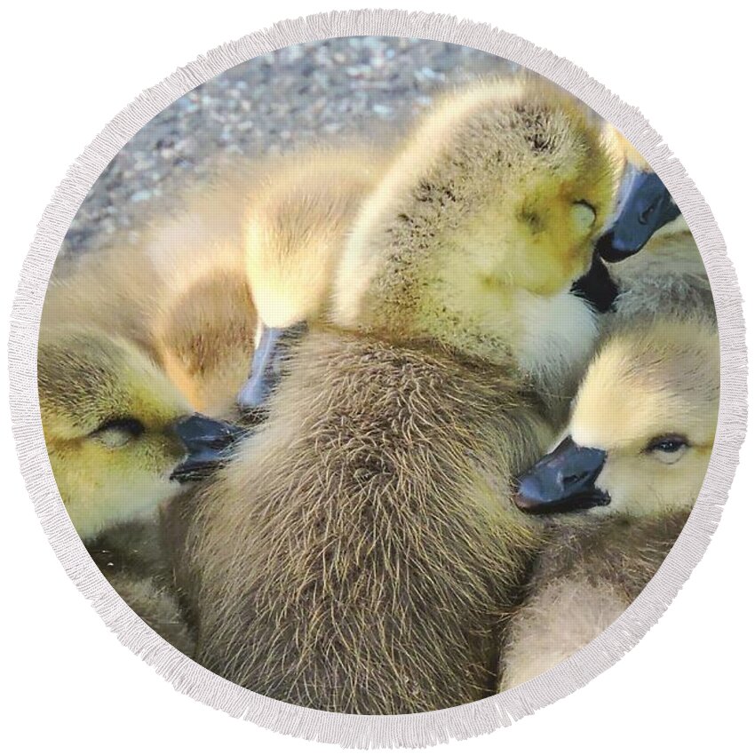Goslings Round Beach Towel featuring the photograph Love Is All Around by Tami Quigley