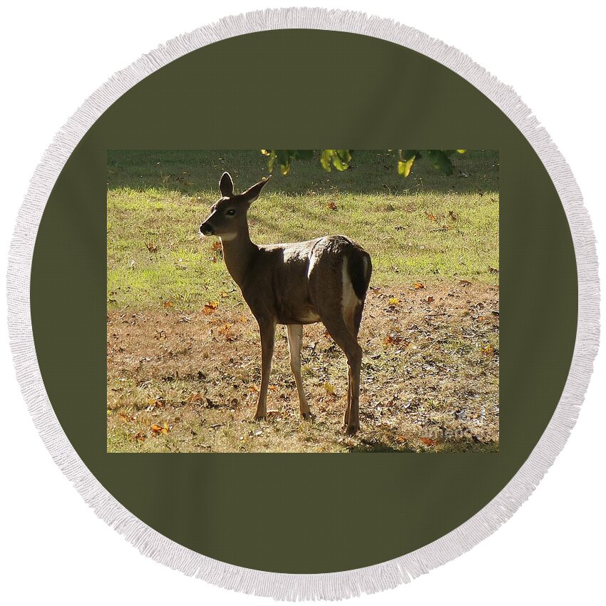 Deer Round Beach Towel featuring the photograph Lovely Deer by Chris Colibaba