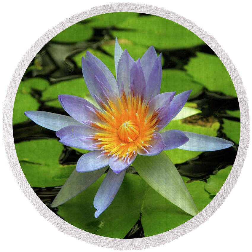 Lovely Nymphaea Round Beach Towel featuring the photograph Lovely Nymphaea by Bonnie Follett