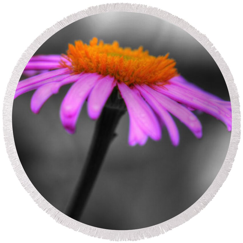 Coneflower Round Beach Towel featuring the photograph Lovely Purple and Orange Coneflower Echinacea by Shelley Neff