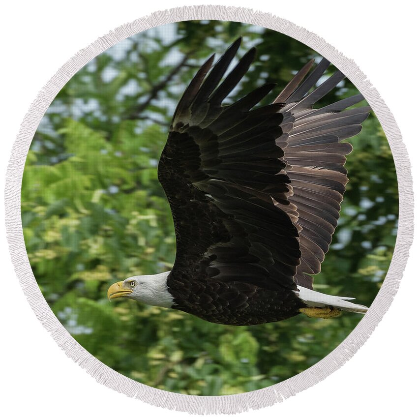 Bald Eagle Round Beach Towel featuring the photograph Low Level Fly-by by Michael Hall